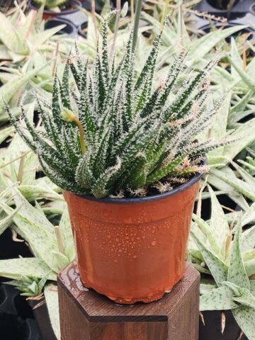 Lg. Rare Haworthioies Aloe Plant (aloe x haworthia)