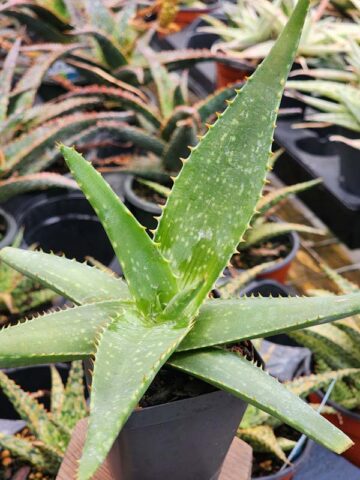 Lg. Gorgeous Hilo Beauty Aloe Plant (aloe sp)