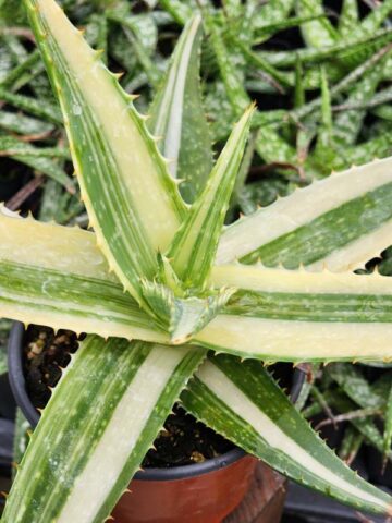 Lg. Super Rare Variegated Hawaiian Soap Aloe Plant (aloe saponaria sp)