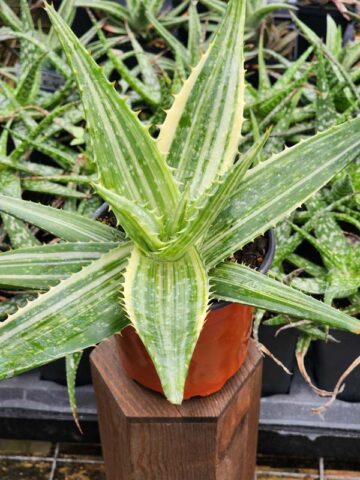 Lg. Super Rare Variegated Hawaiian Soap Aloe Plant (aloe saponaria sp) - Image 5