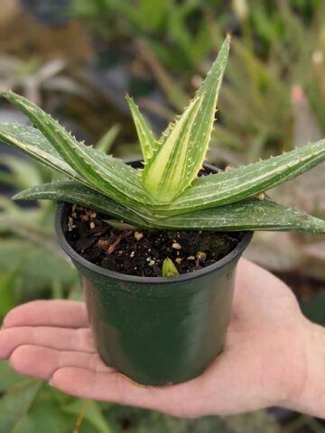 Lg. Super Rare Variegated Hawaiian Soap Aloe Plant (aloe saponaria sp) - Image 2