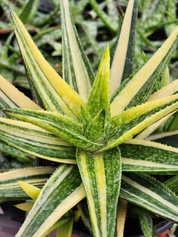 Lg. Little Striata Lime Aloe Plant (aloe hybrid) - Image 2