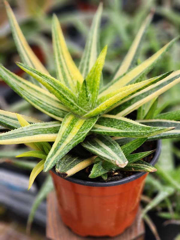 Lg. Little Striata Lime Aloe Plant (aloe hybrid) - Image 3