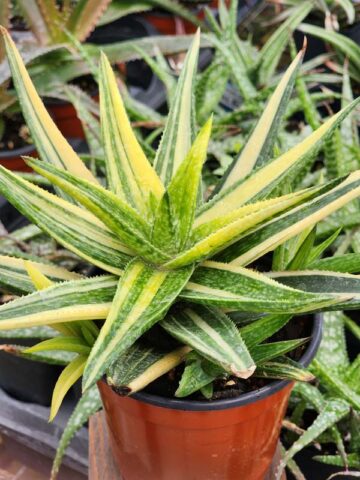 Lg. Little Striata Lime Aloe Plant (aloe hybrid)