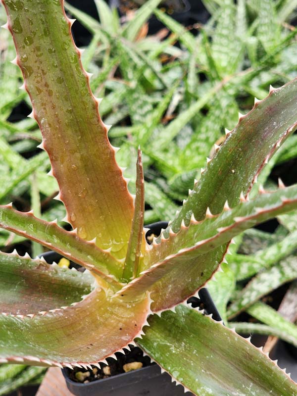 Best for Landscape Madagascar Torch Aloe Plant (aloe vaombe) - Image 9