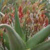 Lg. Best for Landscape Madagascar Torch Aloe Plant (aloe vaombe)