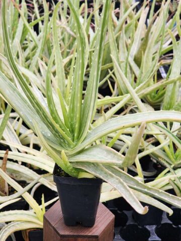Super Rare Medical Aloe Vera Striata Plant (aloe sp)