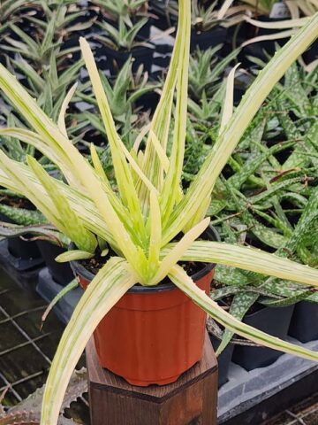 Lg. Super Rare Medical Aloe Vera Striata Plant (aloe sp)