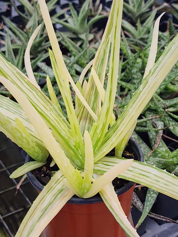 Lg. Super Rare Medical Aloe Vera Striata Plant (aloe sp) - Image 3