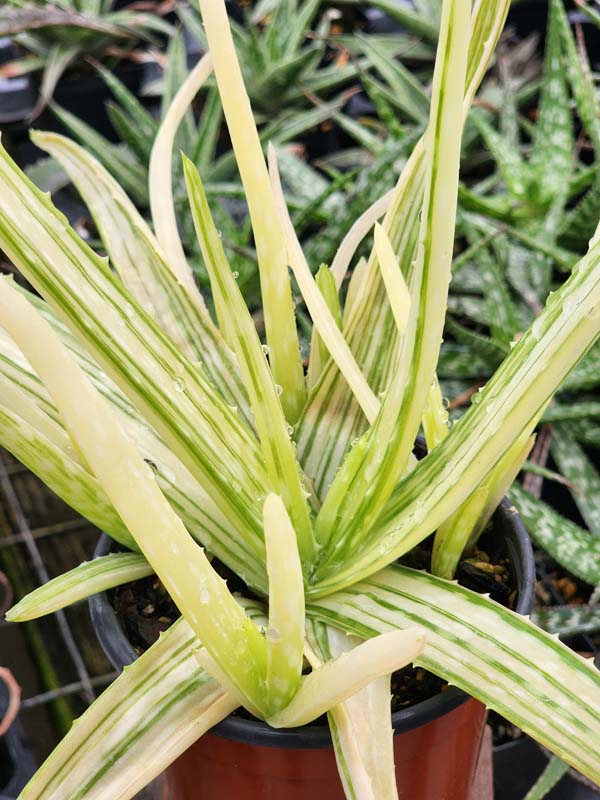 Lg. Super Rare Medical Aloe Vera Striata Plant (aloe sp) - Image 2