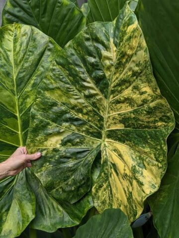 Lg. Giant Caladora Gold Splash Elephant Ear Plant (alocasia)