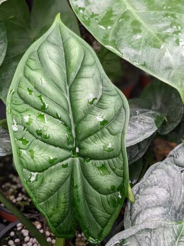 Alternative view of Lg. Bumpy Dragon Scale Elephant Ear Plant (alocasia)