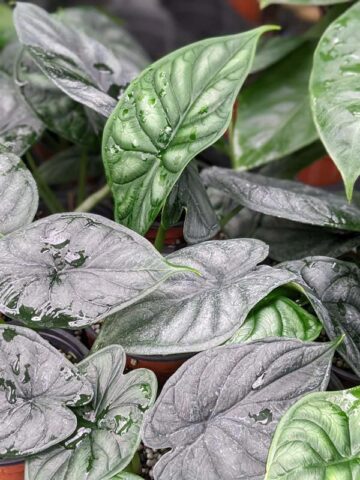 Lg. Bumpy Dragon Scale Elephant Ear Plant (alocasia)