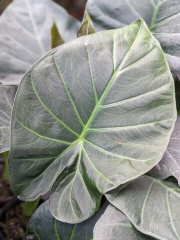 Alternative view of Lg. Regal Shields Elephant Ear Plant Elephant Ear Plant (alocasia)