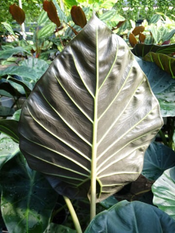 Lg. Regal Shields Elephant Ear Plant Elephant Ear Plant (alocasia)