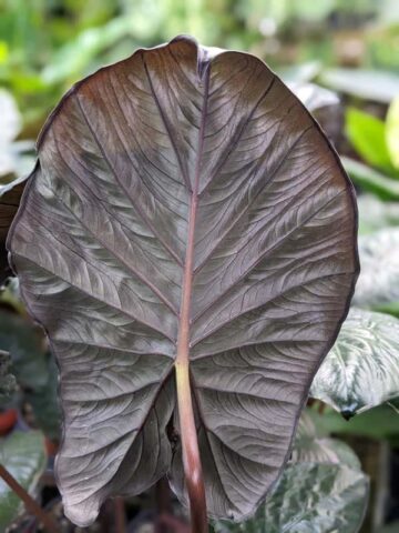 Lg. Giant Purple Elephant Serendipity Elephant Ear Plant (alocasia)