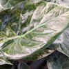 Lg. Wentii Kaleidoscope Elephant Ear Plant (alocasia)