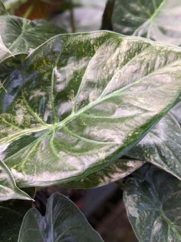 Lg. Wentii Kaleidoscope Elephant Ear Plant (alocasia)