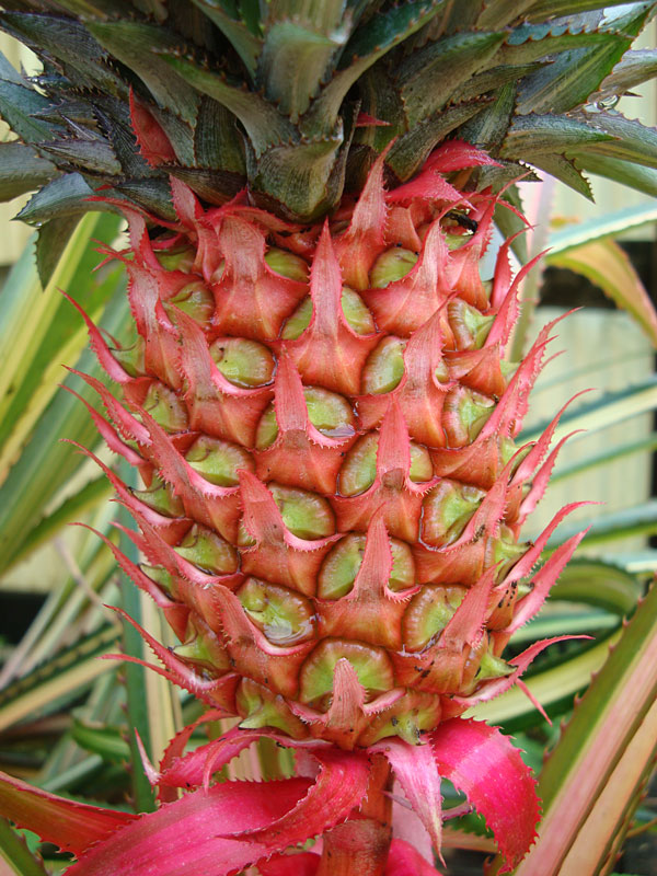 Variegata Royal Hawaiian Pineapple Plant (ananas cosomus