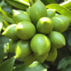 Fruiting Ylang Ylang Vine (artabotrys hexapetalus)