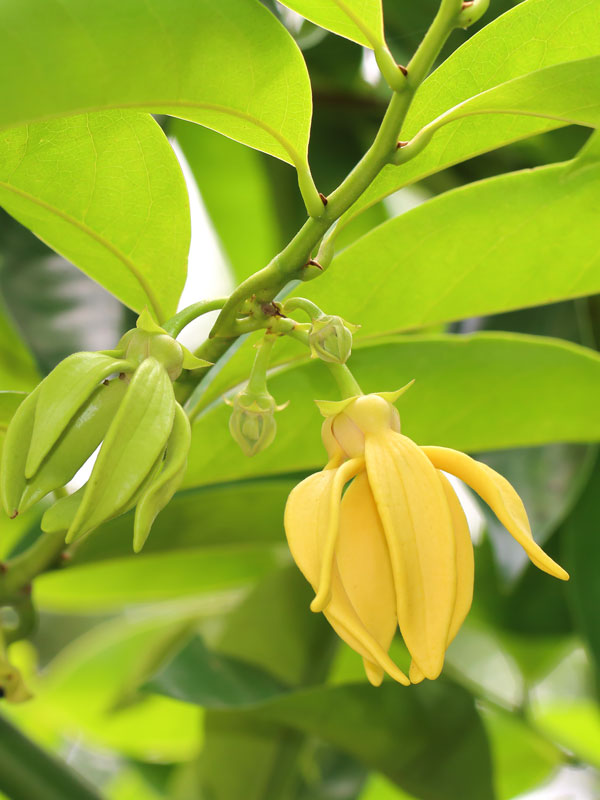 Details about   *UNCLE CHAN* 15 seeds ylang-ylang Artabotrys siamensis hara-champa my garden 