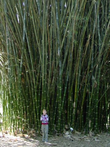 Lg. Buddha Belly Bamboo (bambusa t. ventricosa clumping)