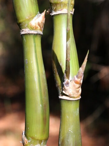 Lg. Variegated Buddha Belly Bamboo (bambusa t. ventricosa kimmei clumping)