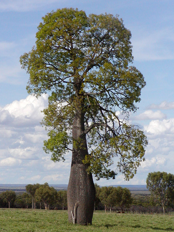 Queensland Bottle Tree