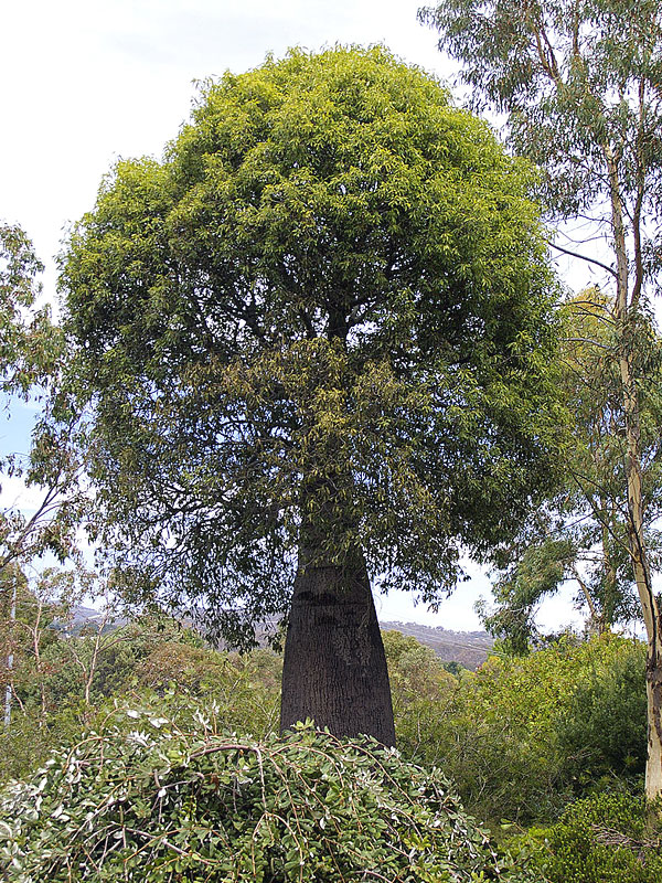 Queensland Bottle Tree (brachychiton rupestris)