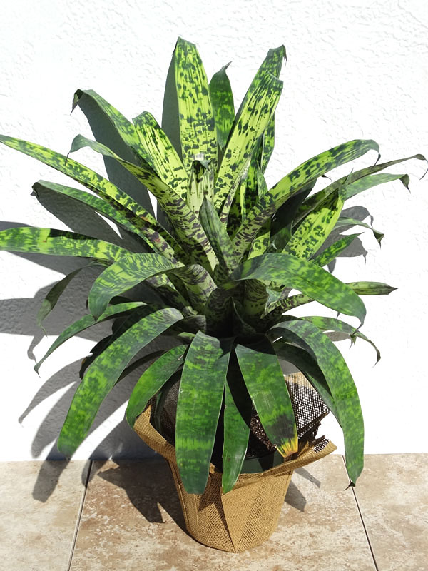 Smederij Systematisch opzettelijk Lg. Ospinae Gruberii Bromeliad Plant (bromelia vriesea) – Urban Tropicals