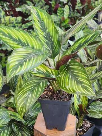 Beauty Star Calathea Plant