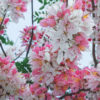 Pink Shower Tree (cassia grandis)