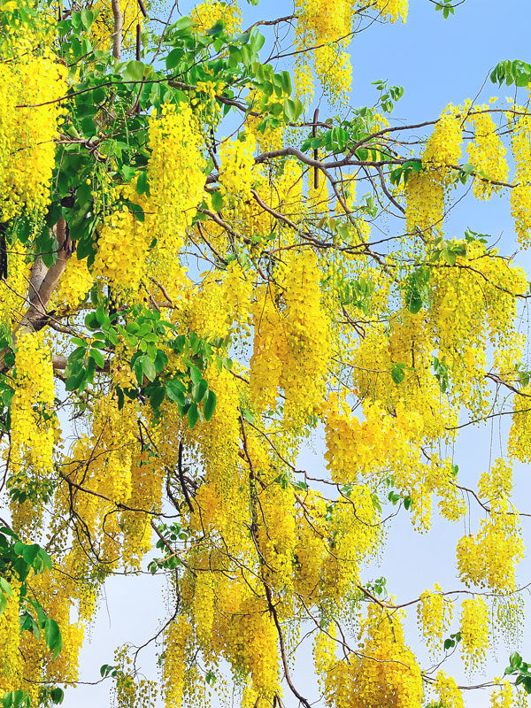 Golden shower tree full bloom in summer. Yellow flowers are full