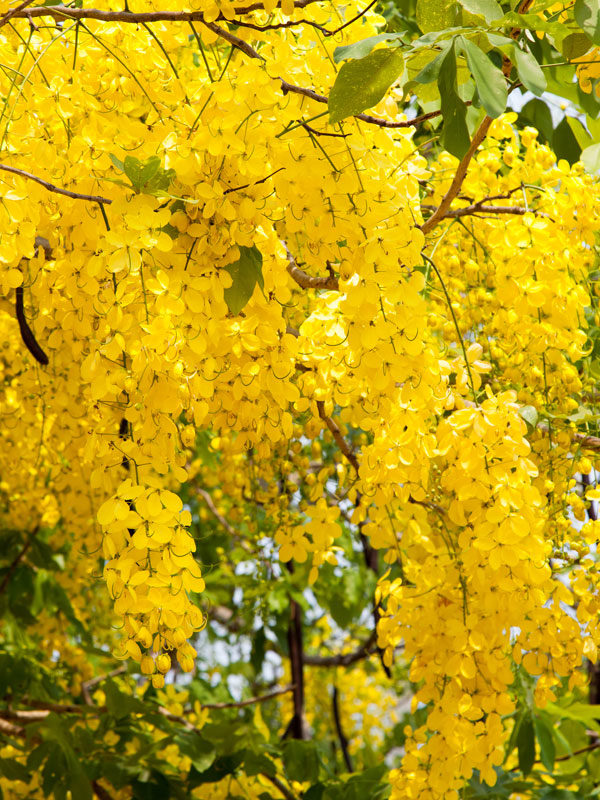 Golden Shower Tree (cassia fistula) – Urban Tropicals