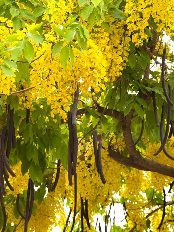In Praise of Golden Shower Tree