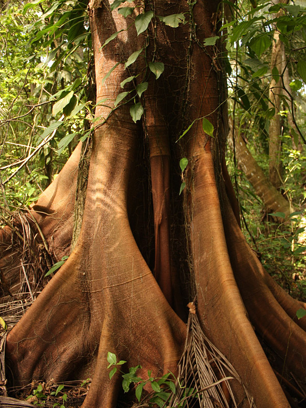 Kapok Silk Cotton Tree (ceiba pentandra)