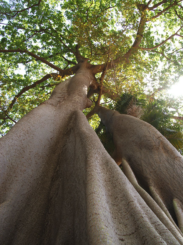 Kapok Silk Cotton Tree (ceiba pentandra)