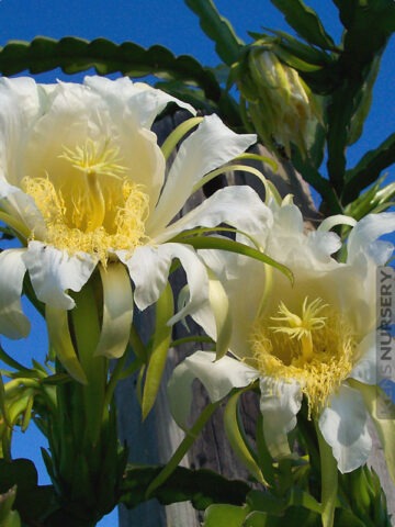 White Night Blooming Cereus Cactus