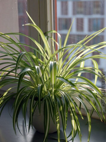 Tricolor Spider Plant Chlorophytum Vittatum Plant (chlorophytum)