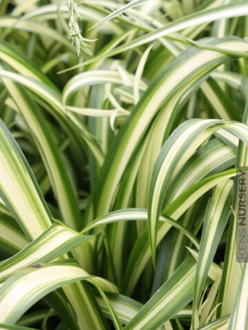 Alternative view of Tricolor Spider Plant Chlorophytum Vittatum Plant (chlorophytum)