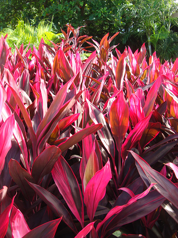 skære ned Northern Gå glip af Red Sister Hawaiian Ti Plant (cordyline) – Urban Tropicals