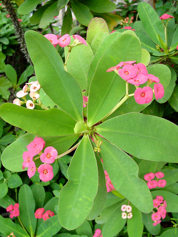 Petite Pink Crown of Thorns Plant (euphorbia milii) – Urban Tropicals