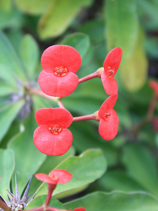 Bright Red Crown of Thorns Plant (euphorbia milii) – Urban Tropicals