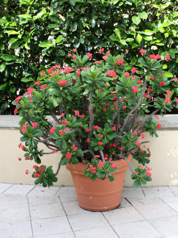 How to Grow and Care for a Crown of Thorns Plant