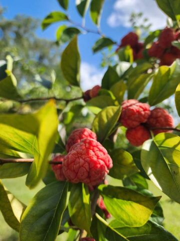 Mandarin Melonberry Chinese Che Tree (cudrania tricuspidata) - Image 8