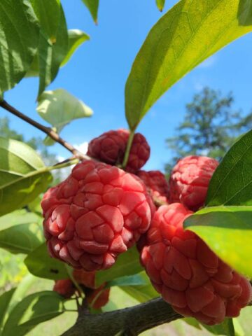 Mandarin Melonberry Chinese Che Tree (cudrania tricuspidata) - Image 2