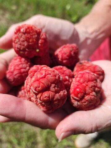 Mandarin Melonberry Chinese Che Tree (cudrania tricuspidata)