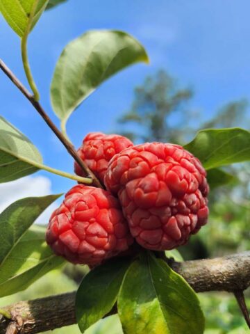 Mandarin Melonberry Chinese Che Tree (cudrania tricuspidata) - Image 4