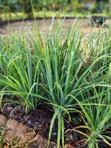 Lg. Citratus Lemongrass Best For Tea & Aroma (cymbopogon citratus)