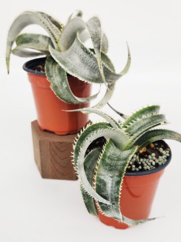 Lg. Rare Marnier-Lapostollei Desert Dyckia Plant (bromeliad-like)